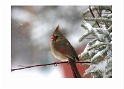 031805_4650- Female Cardinal